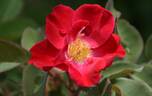 X566-B1 rose photo