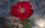 X566-B1 rose photo