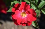 X566-B1 rose photo