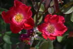 X566-B1 rose photo