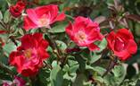 X566-B1 rose photo