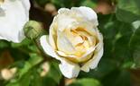 VISilost rose photo