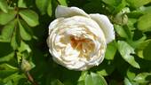 VISilost rose photo