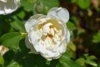 VISilost rose photo