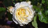 VISilost rose photo