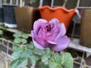 Kinda Blue rose photo