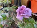 Kinda Blue rose photo