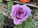Kinda Blue rose photo