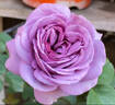 Kinda Blue rose photo
