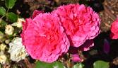 4076 rose photo