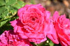 4076 rose photo