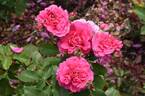 4076 rose photo
