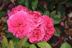 4076 rose photo