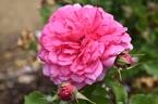 4076 rose photo