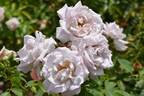U512-2 rose photo