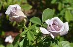U512-2 rose photo