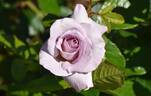 U512-2 rose photo