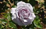 U512-2 rose photo
