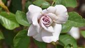 U512-2 rose photo