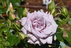 U512-2 rose photo