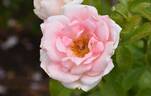 KORknaufoc rose photo