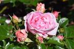 KORknaufoc rose photo