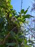 <i>C. cirrhosa</i> 'Christmas Surprise' clematis photo
