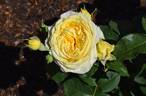 SPE13/0060-01 rose photo