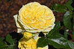 SPE13/0060-01 rose photo