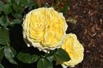 SPE13/0060-01 rose photo