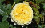 SPE13/0060-01 rose photo