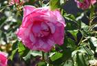 X193-9 rose photo