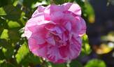 X193-9 rose photo