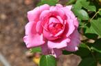SPE13/0066-03 rose photo