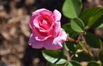 SPE13/0066-03 rose photo