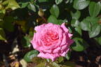 SPE13/0066-03 rose photo
