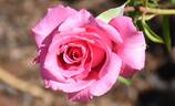 SPE13/0066-03 rose photo