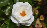 KORgolvida rose photo