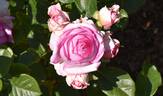 VISdocblue rose photo