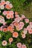 DALapripet rose photo