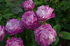 DALsaniel rose photo