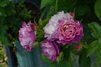 DALsaniel rose photo