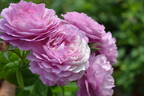 DALsaniel rose photo