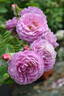 DALsaniel rose photo