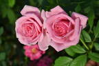 Salaria rose photo