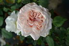 ZANmari rose photo