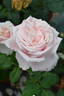 ZANmari rose photo