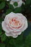 ZANmari rose photo