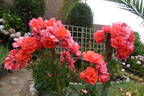 Blaze of Glory rose photo