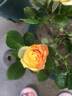 Baby Romantica ® rose photo